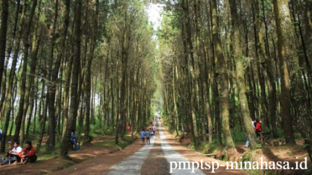 Hutan Kayu Putih Kragilan: Surga Alam di Lereng Gunung Merapi